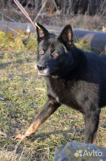 Феликс ищет дом