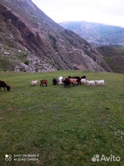 Козы с козлятами