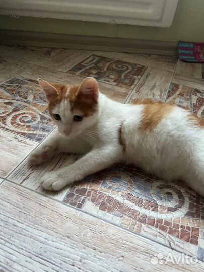 Котенок в добрые руки