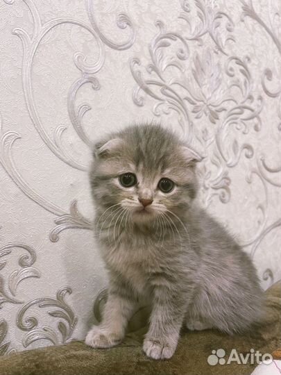 Шотландская вислоухая