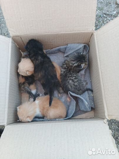 Котята в добрые руки