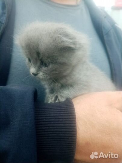 Котята породы шотландской