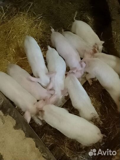 Поросенок ландрас плюс кб