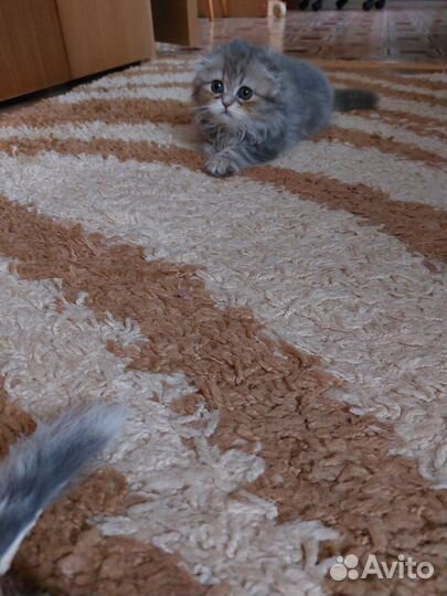 Шотландские котята