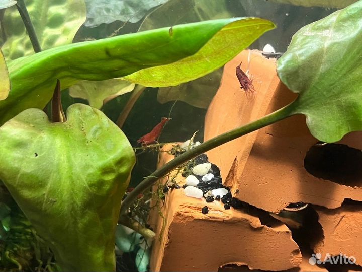 Аквариумные креветки