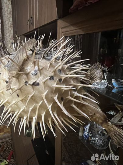 Чучело рыбы-ёж