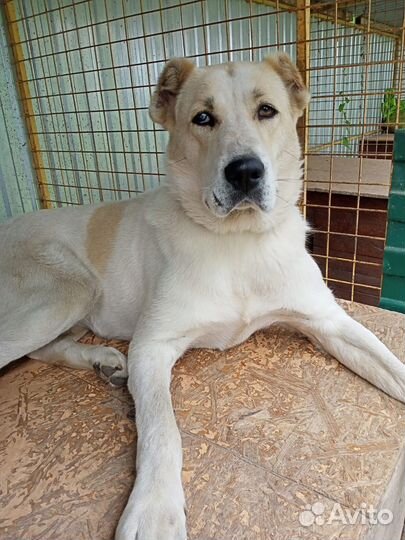 Отдаем среднеазиатскую овчарку девочку в дар