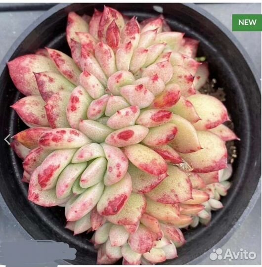 Корейская эхеверия Серень