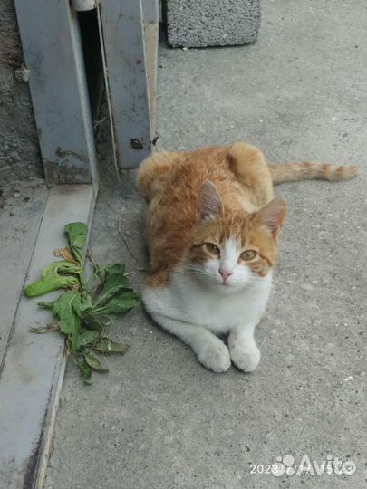 Котик в добрые руки