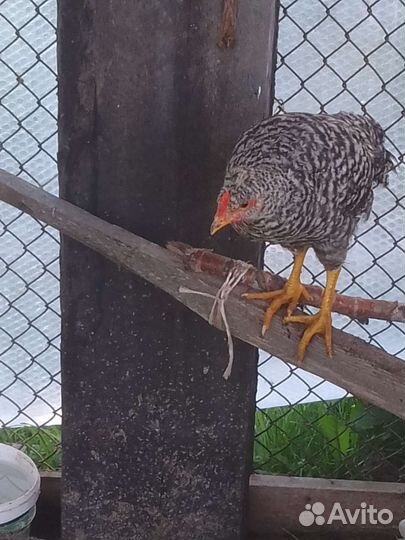 Продам петухов 6 месяцев на племя.На мясо нет