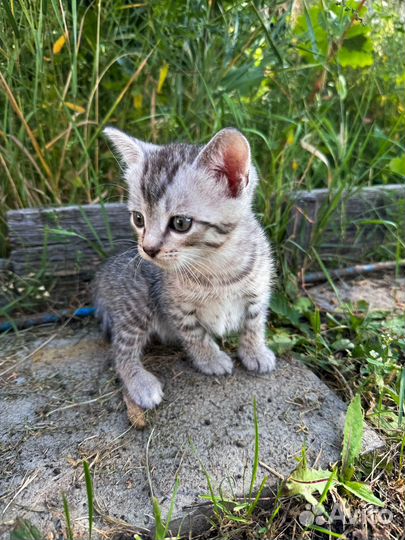 Котята в добрые руки бесплатно