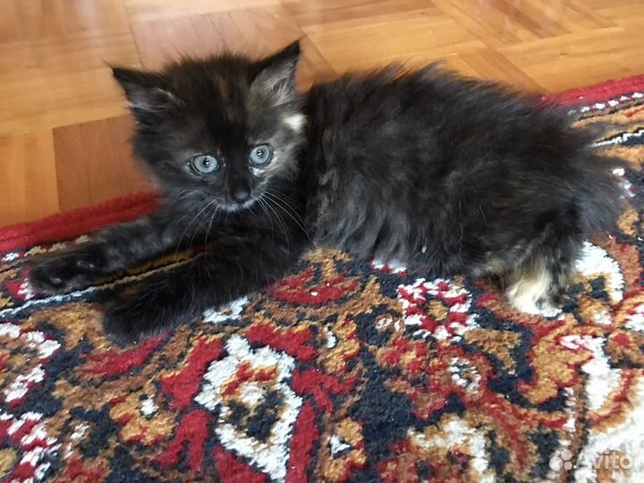 Черный котенок девочка