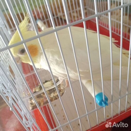 Попугай корелла с клеткой, самовывоз