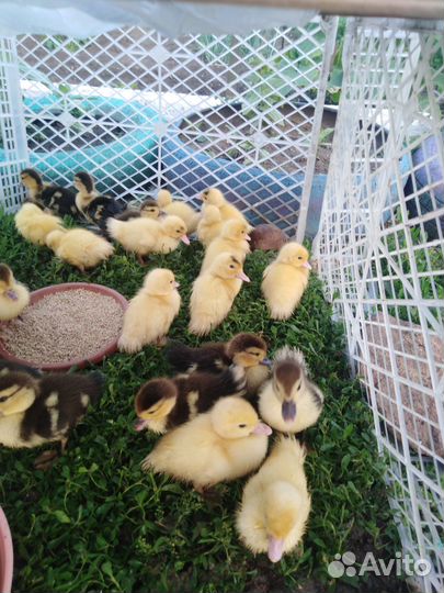 Домашние индоутки