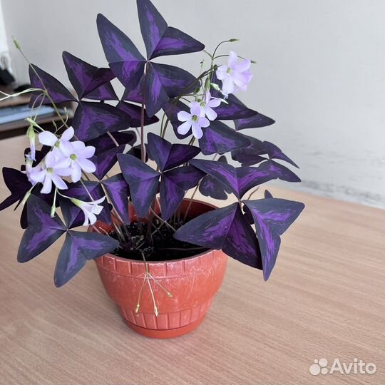 Оксалис. Кислица