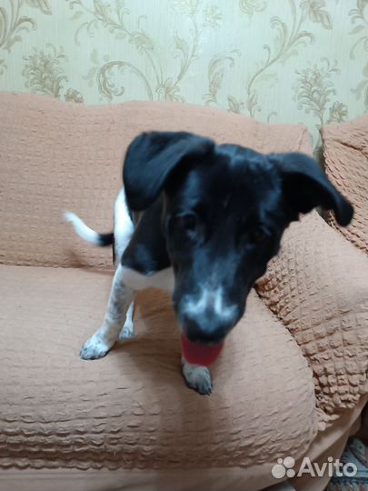 Щенок девочка в добрые руки