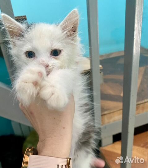 Котик бесплатно