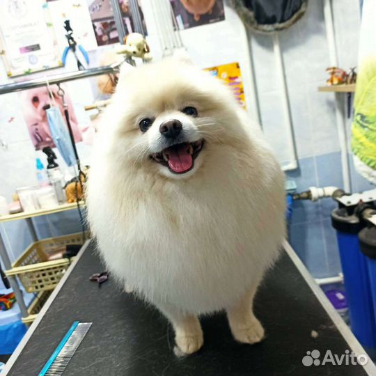 Стрижка собак и кошек