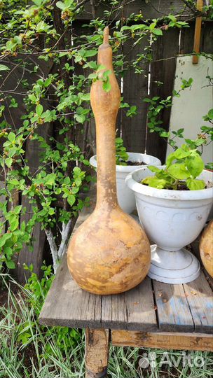 Тыква декоративная лагенария горлянка