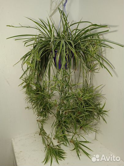 Хлорофитум хохлатый