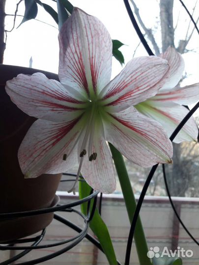 Гиппиаструм