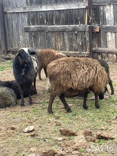 Овцы бараны