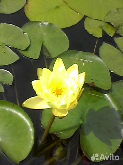 Саженцы винограда и нимфеи, плодовые и декоративн