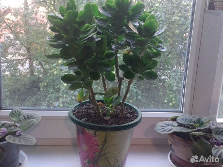 Каланхоэ цветущий