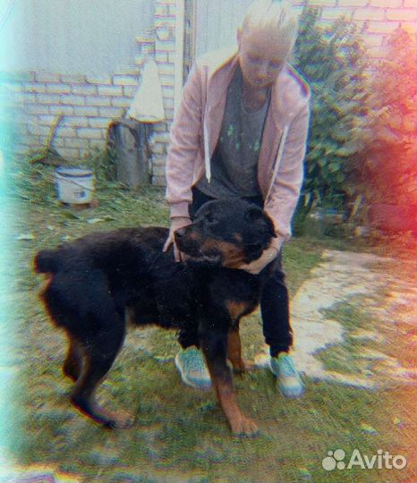 Дрессировка и воспитание собак