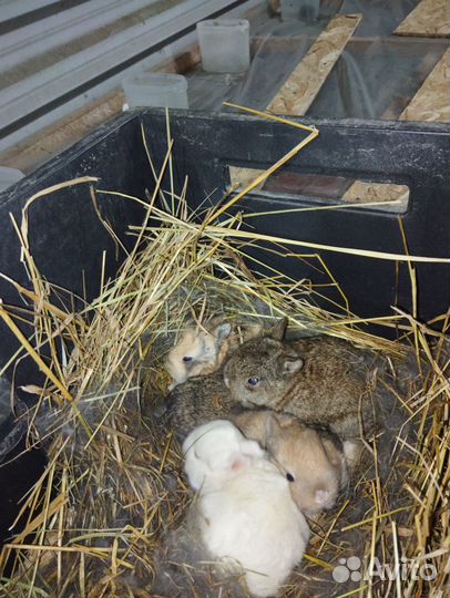 Кролики разных пород
