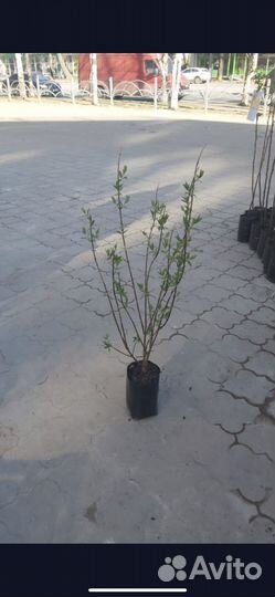Кустарники оптом и в розницу