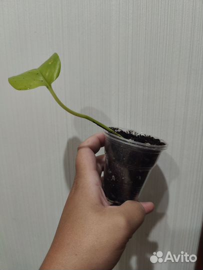 Сциндапсус неон