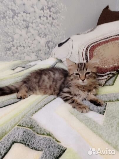 Котенок девочка