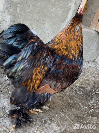 Куры кохины