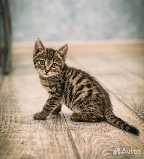 Котенок в добрые руки
