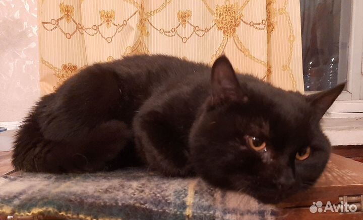 Котик в добрые руки