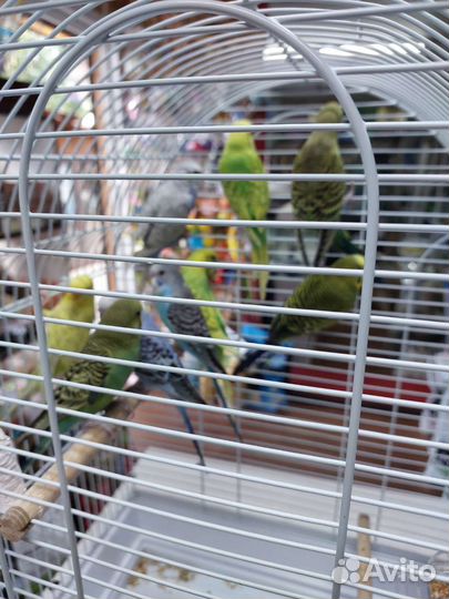 Неразлучники/волнистый/клетки