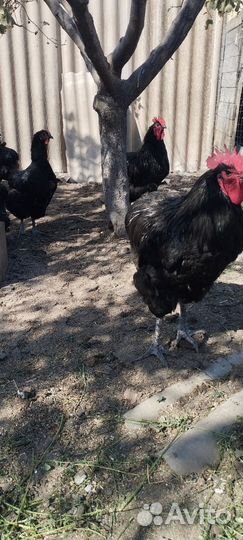 Петухи джерсийский гигант