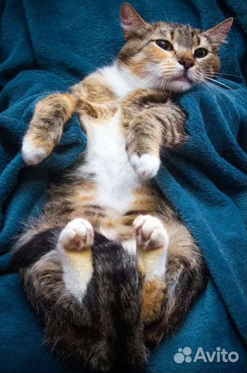 Кошки в добрые руки