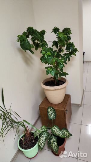 Комнатные цветы