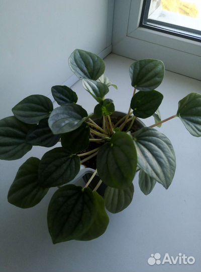 Пеперомии сортовые