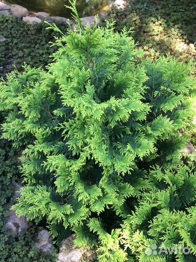 Туи декоративные и много разной красоты