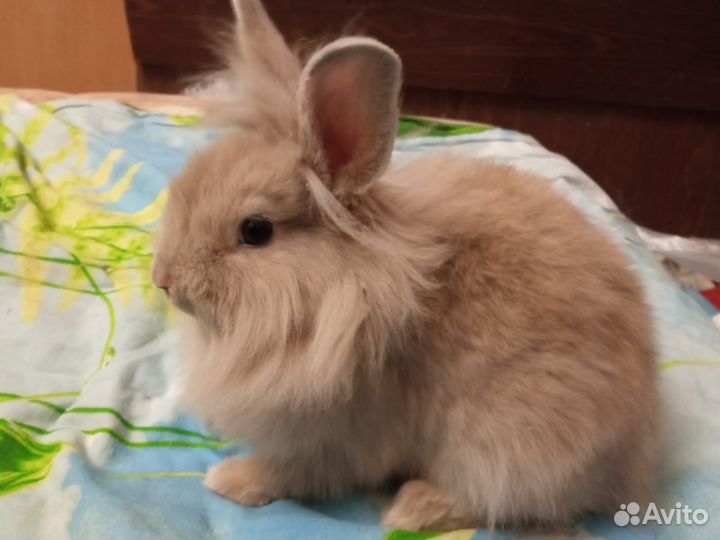 Карликовые зайки в любящие руки