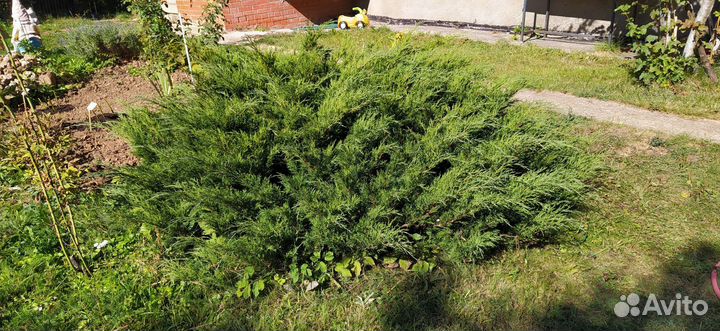 Можжевельник казацкий Лаванда