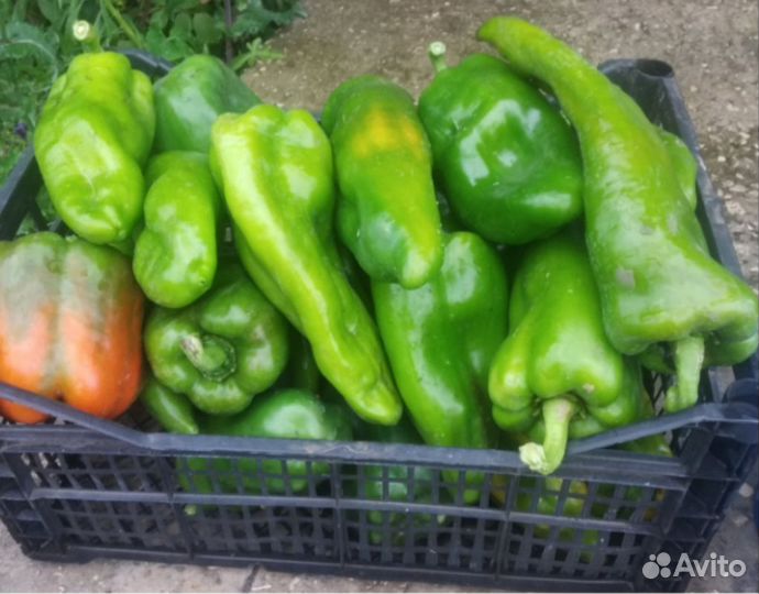Рассада перца сладкого