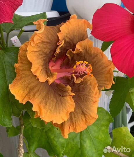 Гибискус BoccaDiLeone остатки