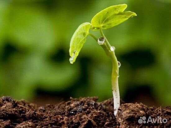 Земля плодородная