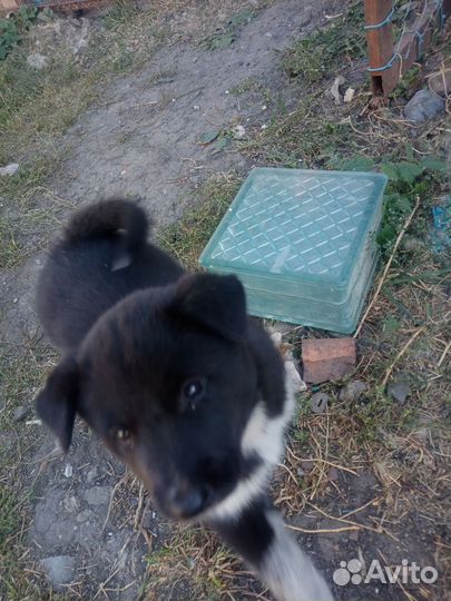 Щенок лайка зсл