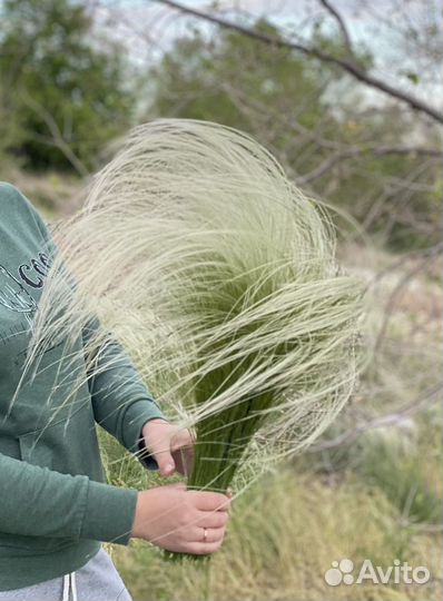 Ковыль и сухоцветы