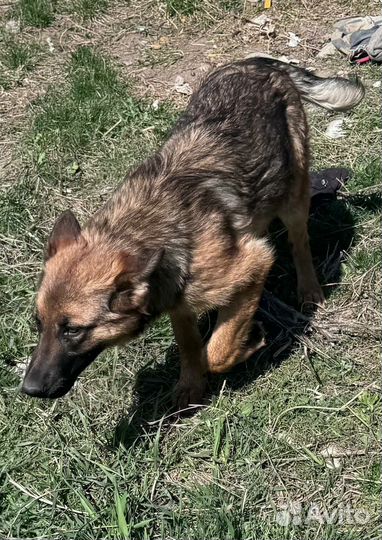 Собака красавица щенок